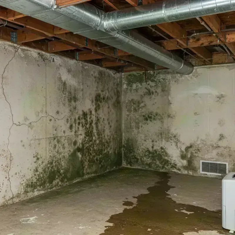 Professional Mold Removal in Rosiclare, IL